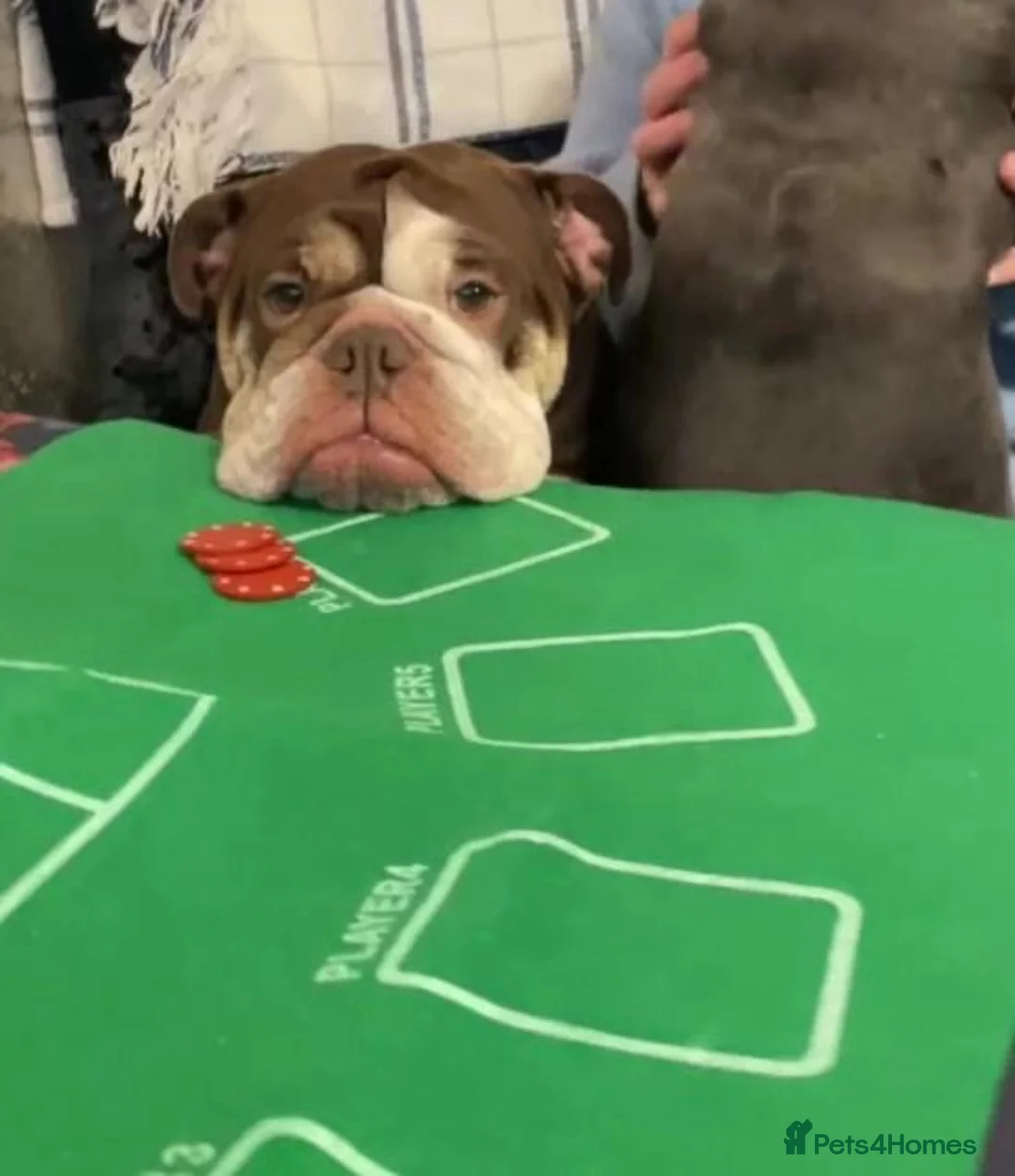 Mixed Breed dogs for sale: Bonded pair frenchie and English bulldog adorable - Advert 9