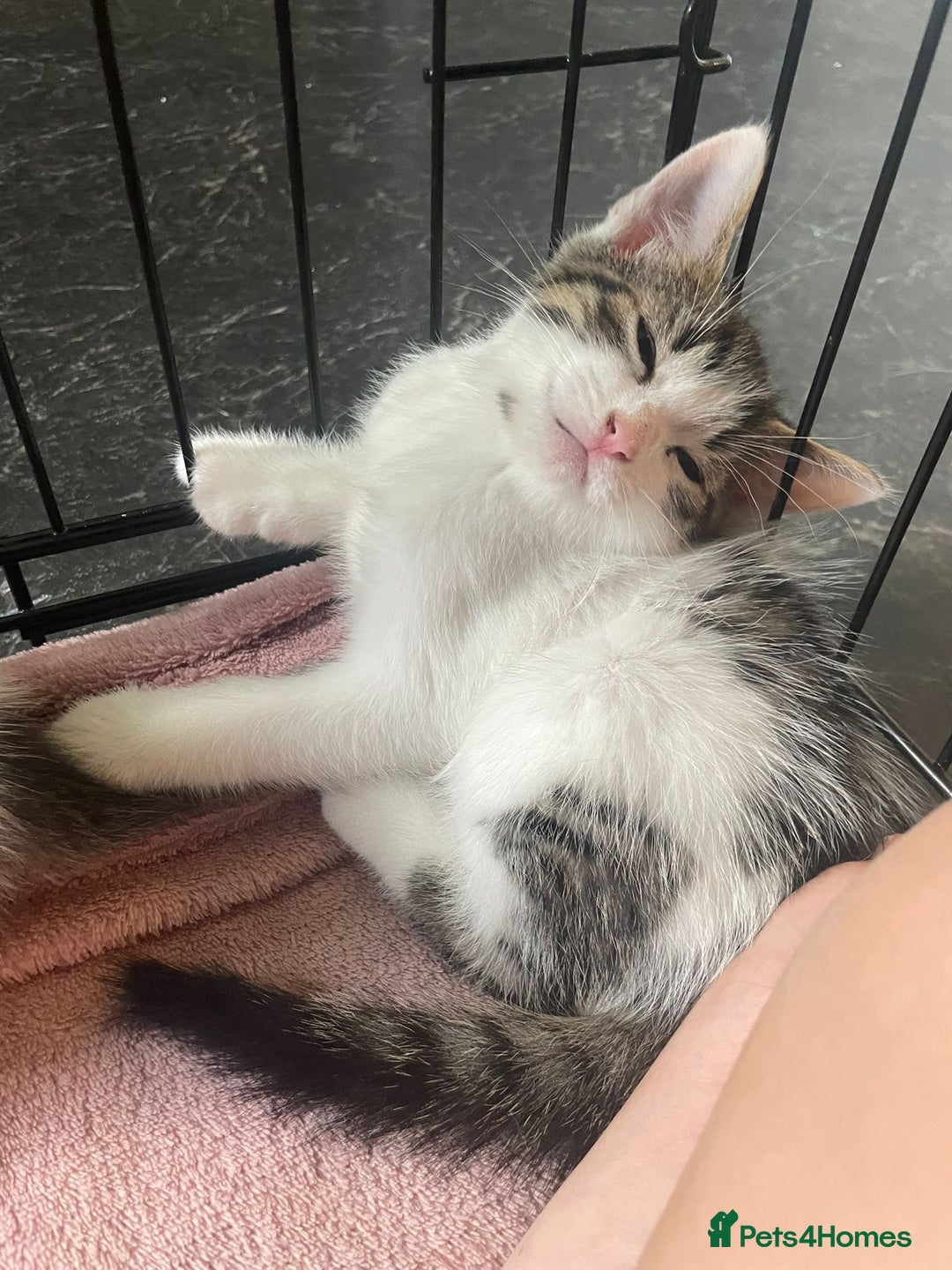 Domestic Shorthair cats for sale: 3 beautiful boys left ! Ready now - Image 6