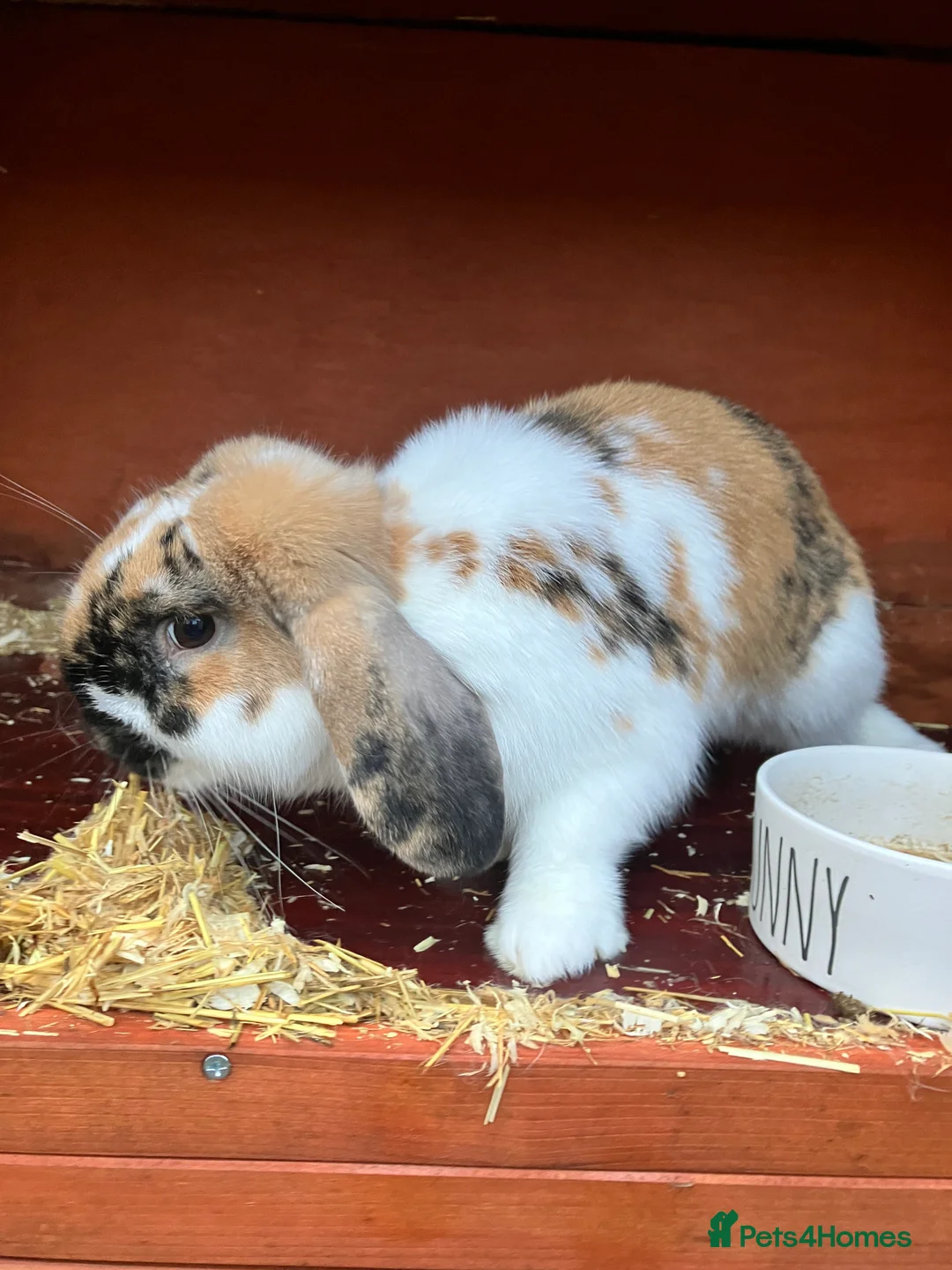 English Lop rabbits for sale: English Lop Bunny & Hutch for Sale - Advert 3