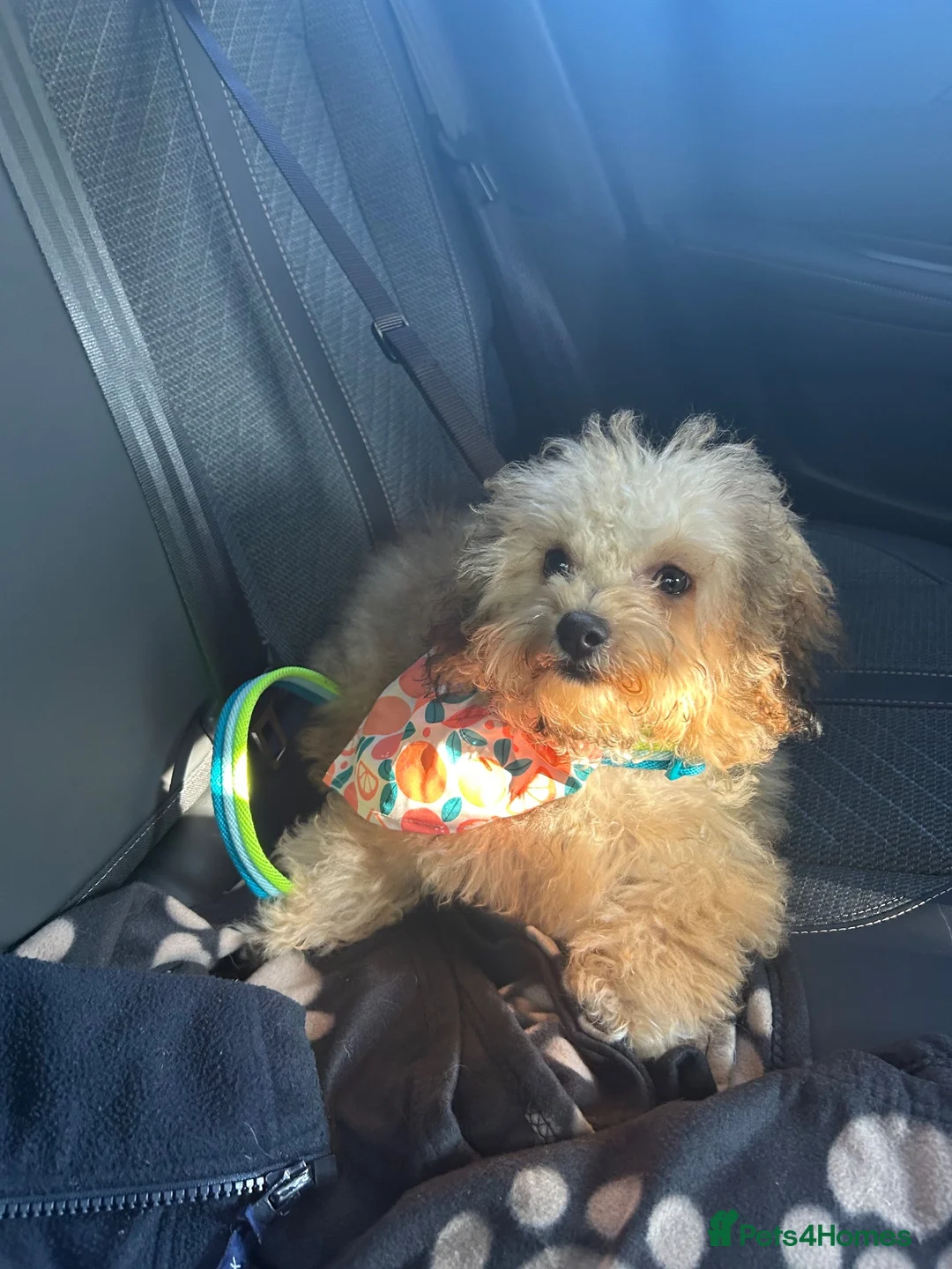 Shihpoo dogs for sale: Shihpoo boy pup for sale  - Advert 5