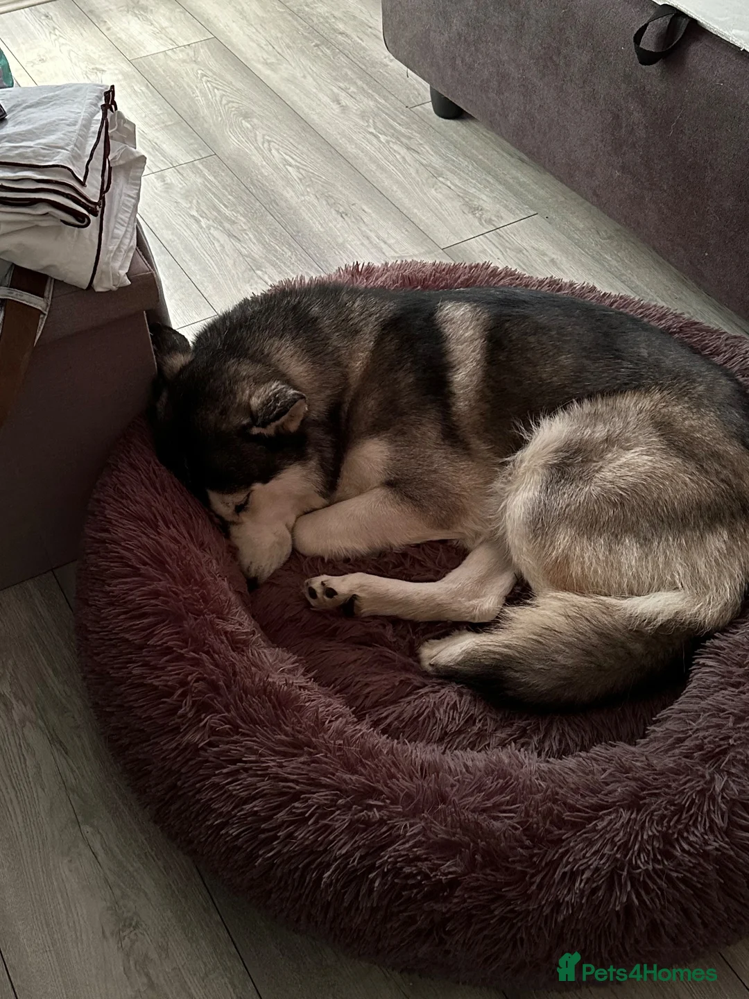 Siberian Husky dogs for sale: Blue the Siberian in Barnet - Advert 7