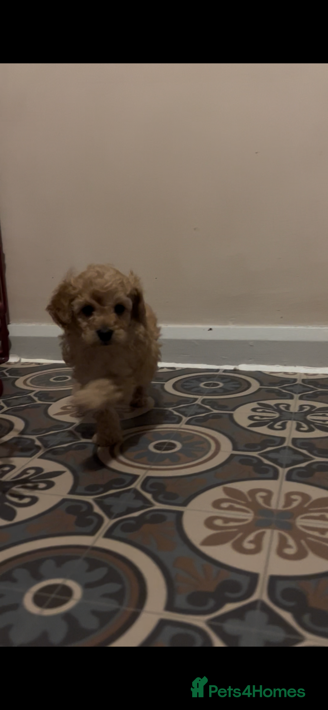 Toy Poodle dogs for sale: kc toy poodles by fully health tested parents - Advert 9