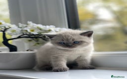 British Shorthair cats for sale: British Shorthair colour point kittens white  - Image 8