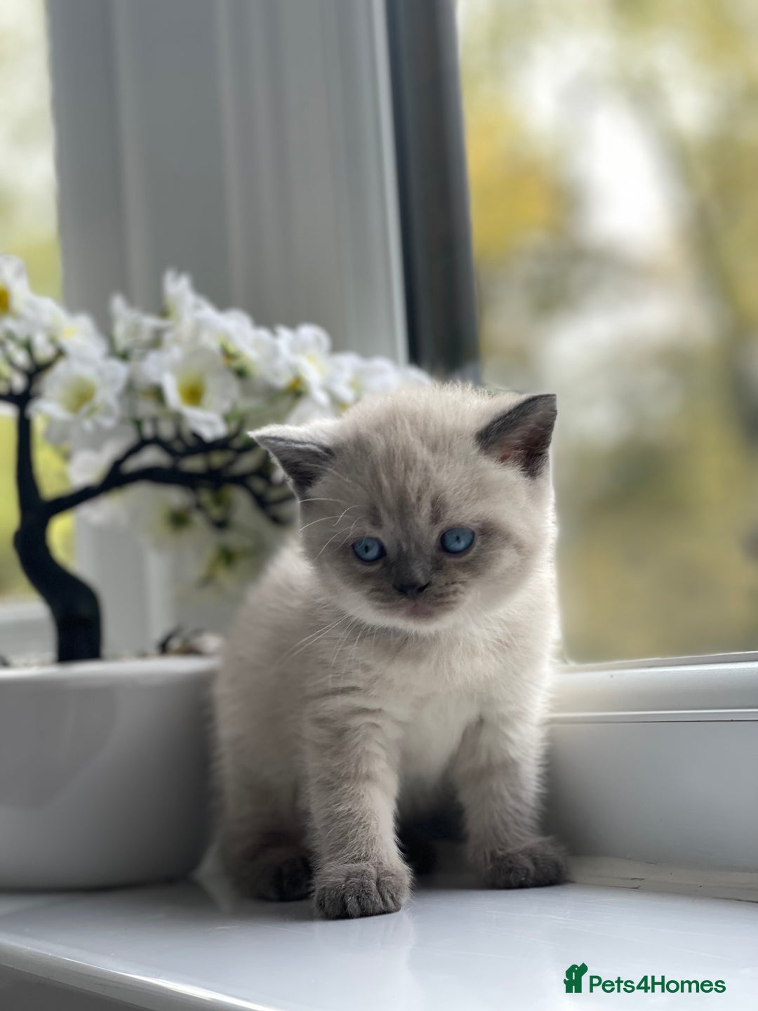 British Shorthair cats for sale: British Shorthair colour point kittens white  - Image 8