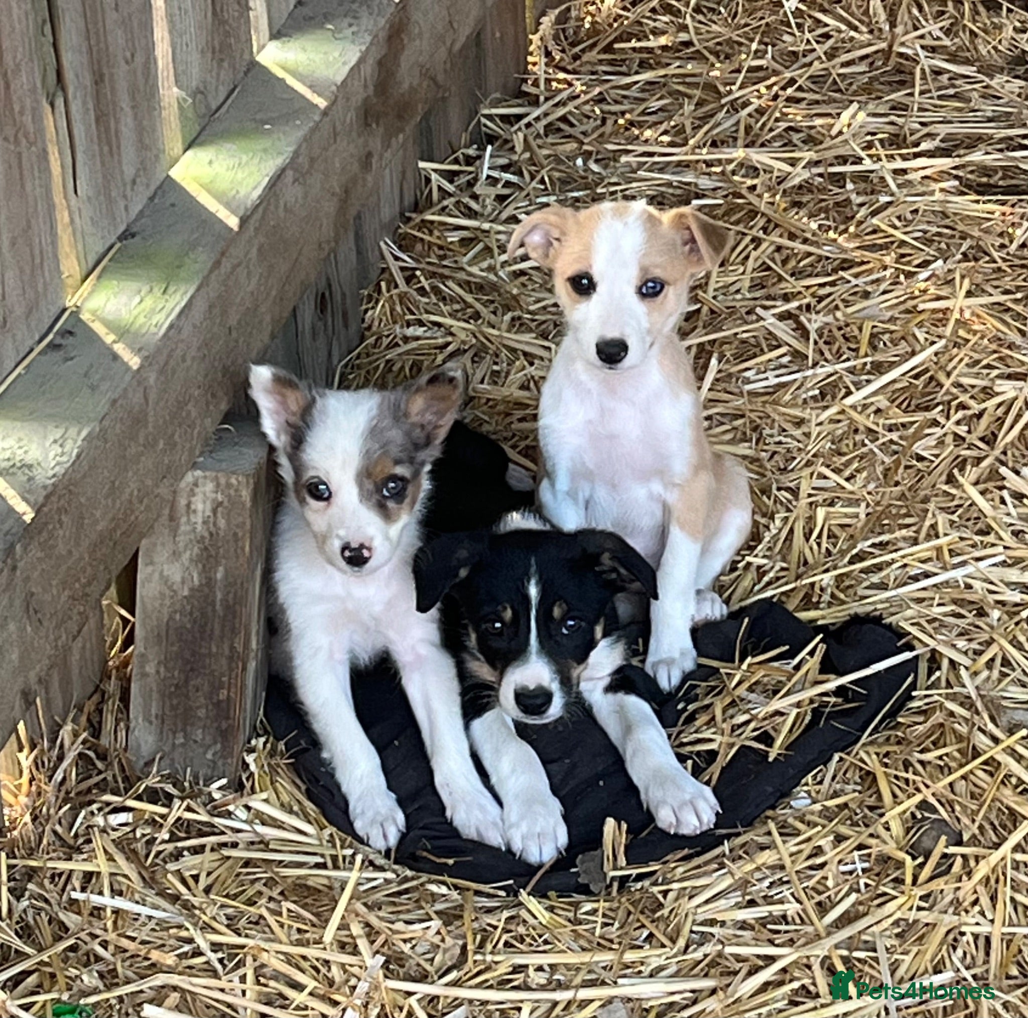 Border Collie dogs READY NOW 🌟 - Advert 1
