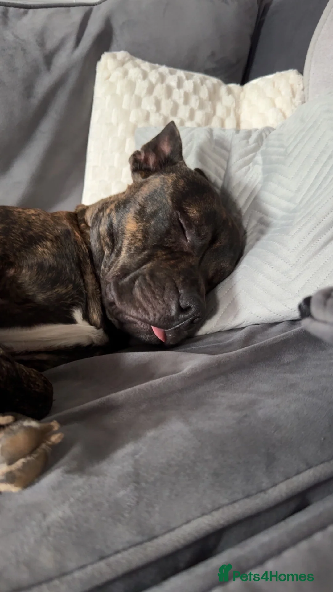 Mixed Breed dogs for sale: Staff ** tif  - Advert 2