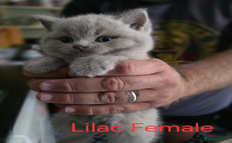 British Shorthair cats - Advert 7