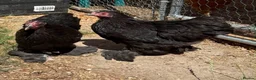 Chickens poultry for sale: Pair of Black Cochins for sale in Worcester Park - Advert 2