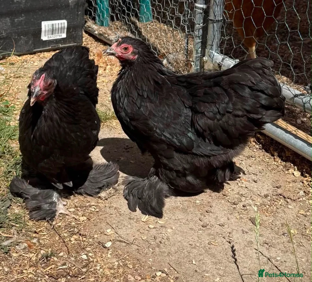 Chickens poultry for sale: Pair of Black Cochins for sale in Worcester Park - Advert 2