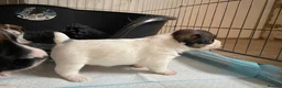 Jack Russell dogs for stud: KC Jack Russell Cliff At STUD - Advert 6