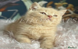 British Shorthair cats for sale: British Shorthair kittens GCCF registered - Image 5