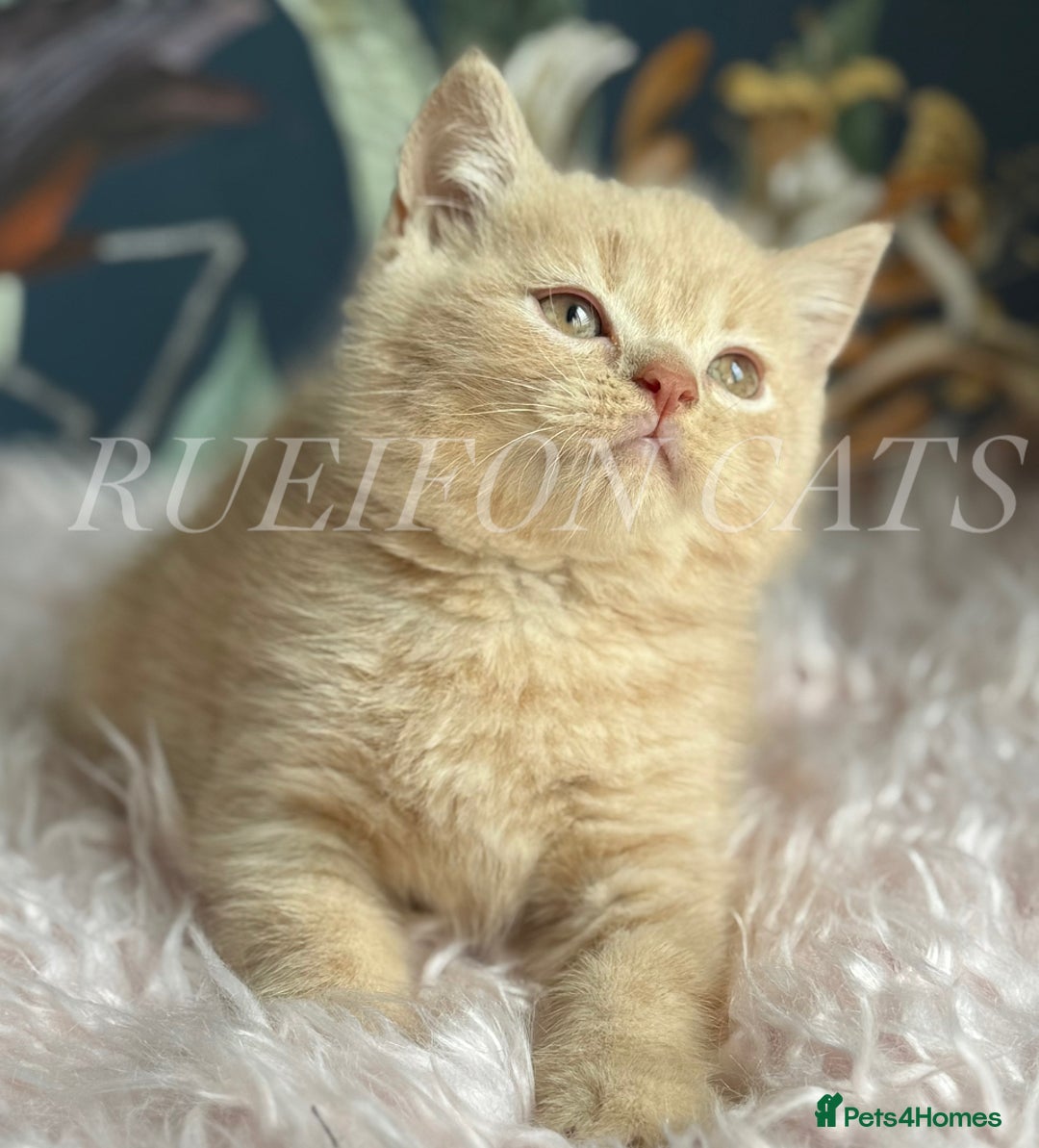 British Shorthair cats for sale: British Shorthair kittens GCCF registered - Image 5