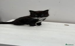 Mixed Breed cats for sale: READY NOW 3 beautiful friendly kittens  - Image 1