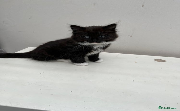 Mixed Breed cats - Advert 2