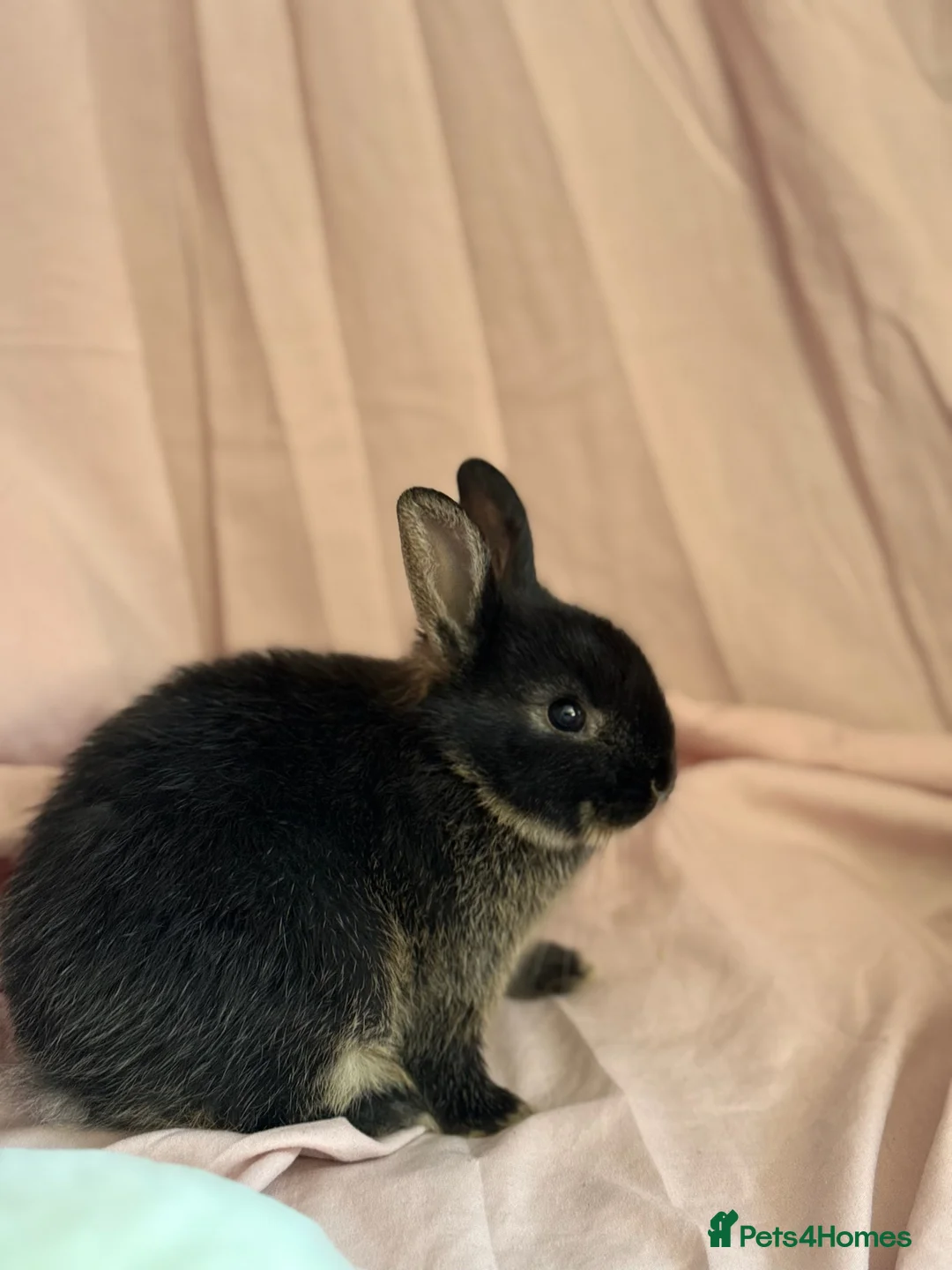 Netherland Dwarf rabbits for sale: Young Netherland dwarf Urgent need of rehoming  - Advert 12