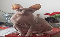 Sphynx cats for sale: Beautiful blue-eyed Sphynx kitten for sale  - Image 2