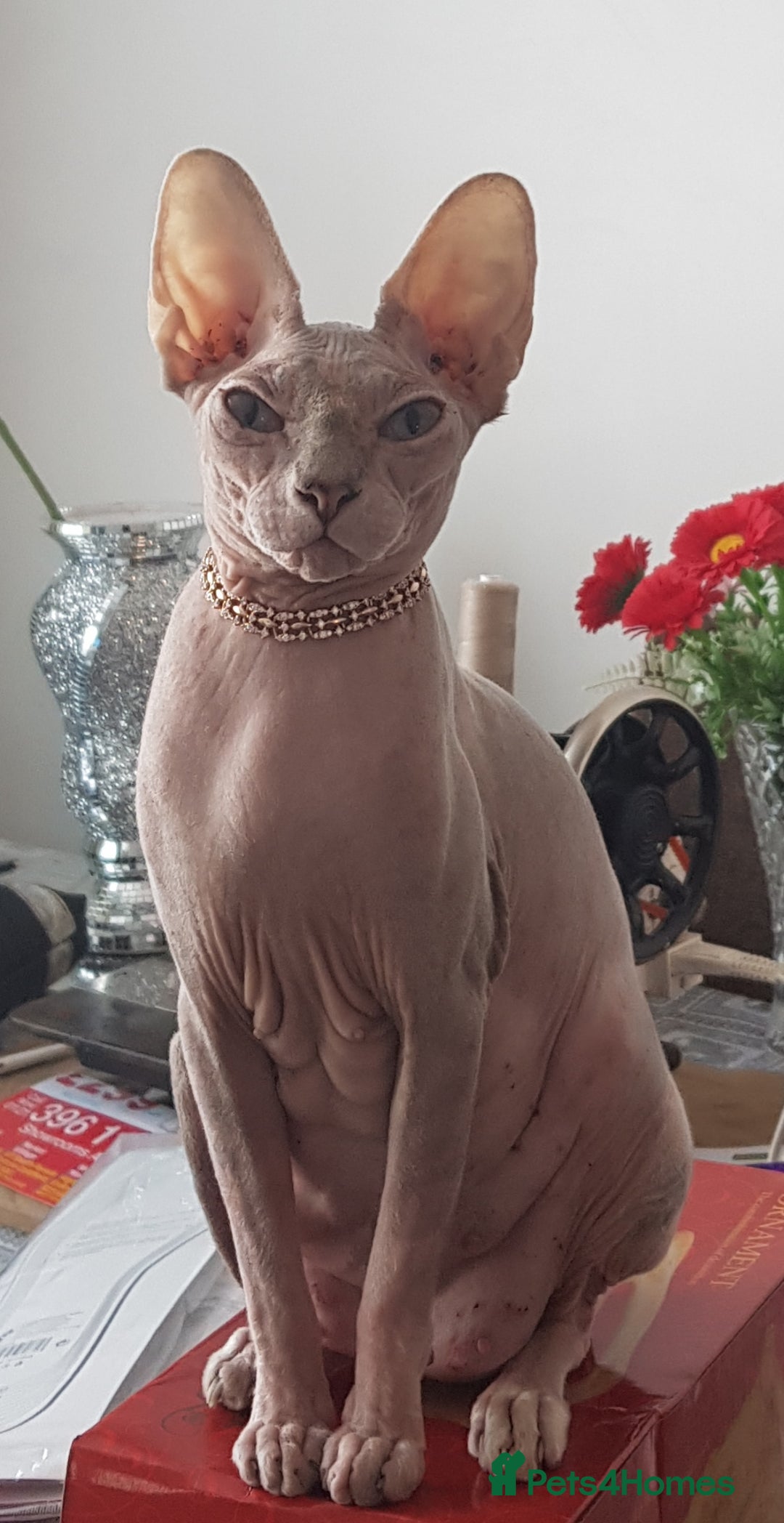 Sphynx cats for sale: Beautiful blue-eyed Sphynx kitten for sale  - Image 2