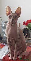 Sphynx cats - Advert 9