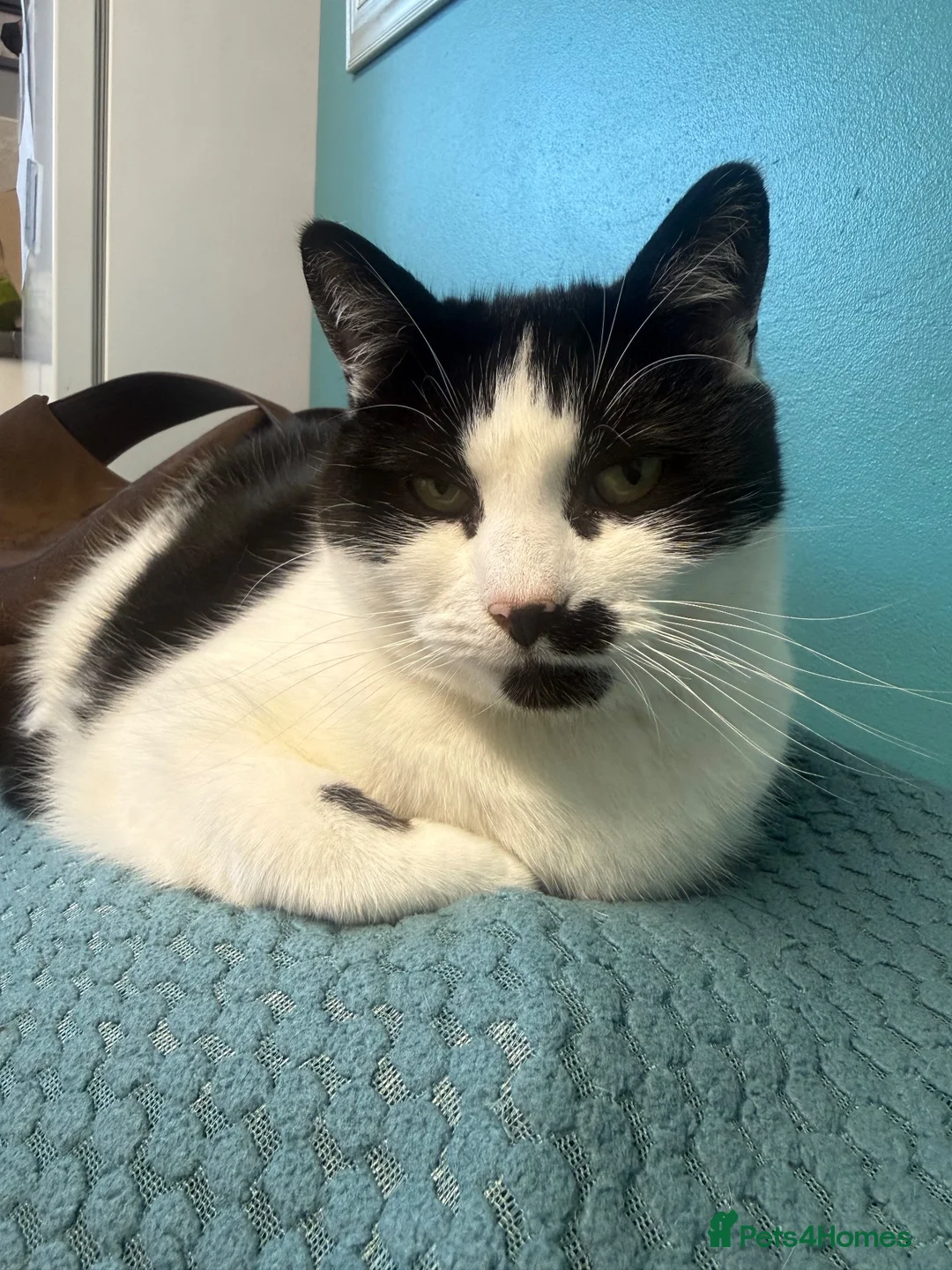 Mixed Breed cats for sale: Cat in need of urgent rehoming  - Advert 1
