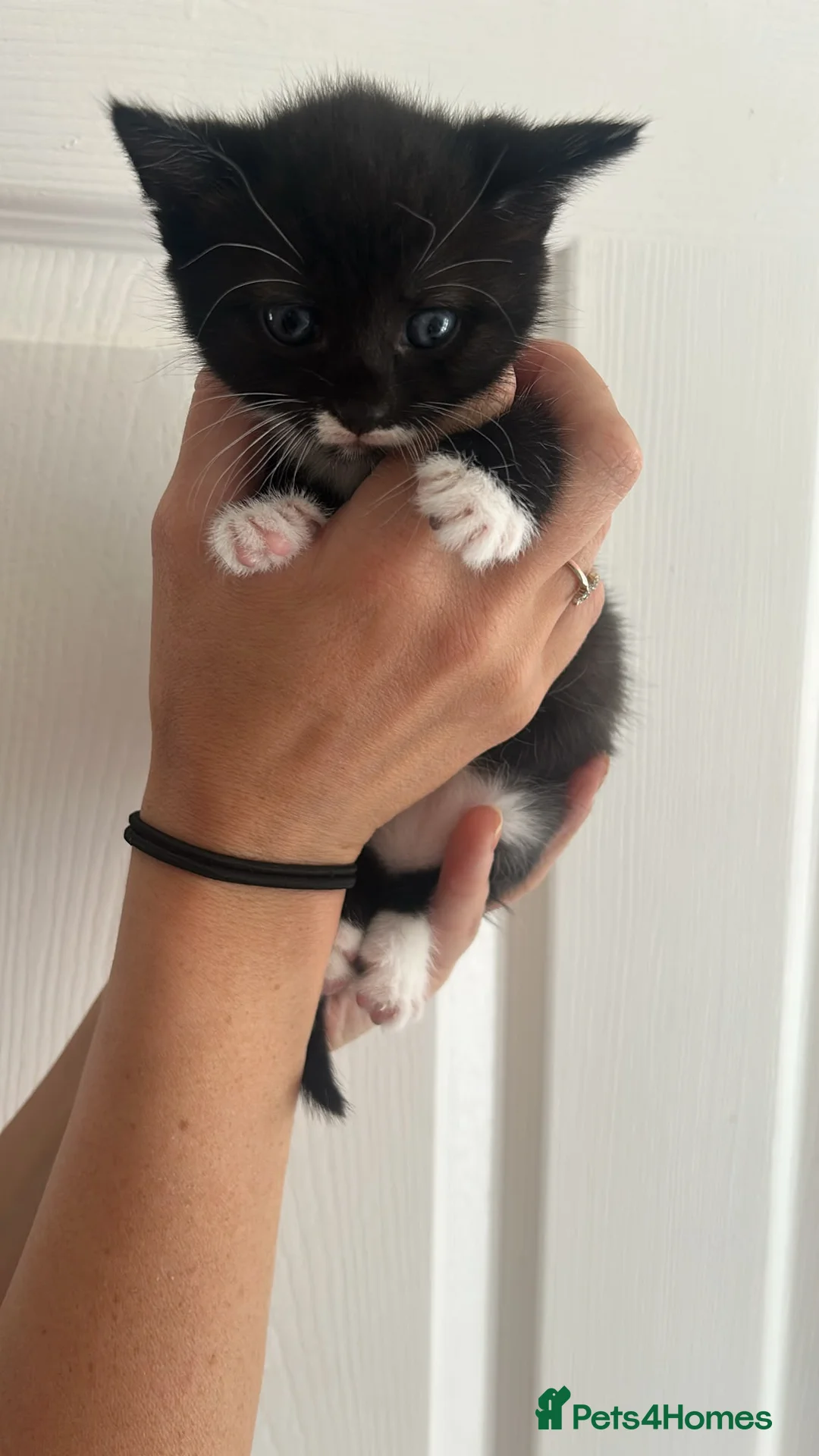 British Shorthair cats for sale: 2x tabby cats available  in Bolton - Advert 5