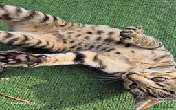 Mixed Breed cats for sale: Beautiful girl kitten  - Image 1