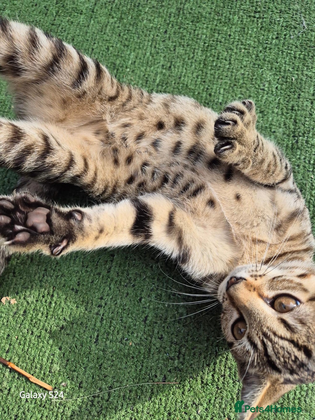Mixed Breed cats for sale: Beautiful girl kitten  - Image 1