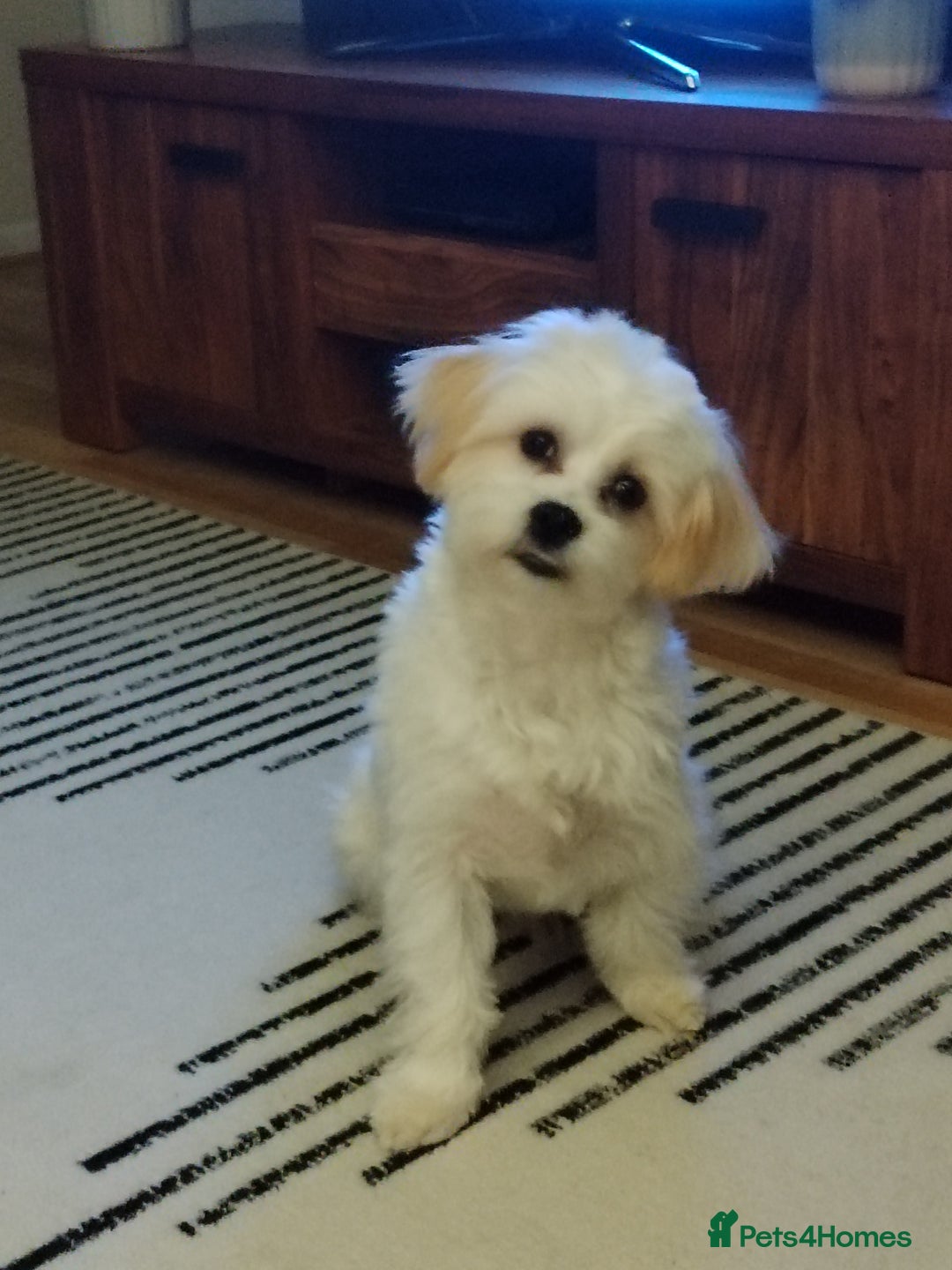 Mixed Breed dogs for sale: Cavachon x maltese - Image 3