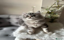 British Shorthair cats for sale: SILVER TABBIES - Registered & Full Pedigree - Image 12