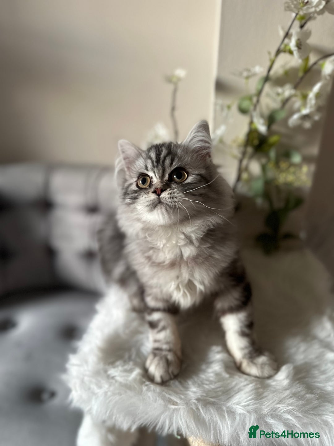 British Shorthair cats for sale: SILVER TABBIES - Registered & Full Pedigree - Image 12