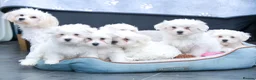 Maltese dogs for sale: Purebred Maltese Puppies – Loving Homes 🐶💛 - Advert 20