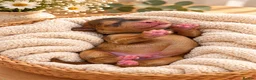 Australian Labradoodle dogs for sale: Stunning Australian Labradoodles x Cockapoo pups🩷 in Spalding - Advert 12
