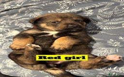 Mixed Breed dogs for sale: Rottweiler x Akita  - Image 4