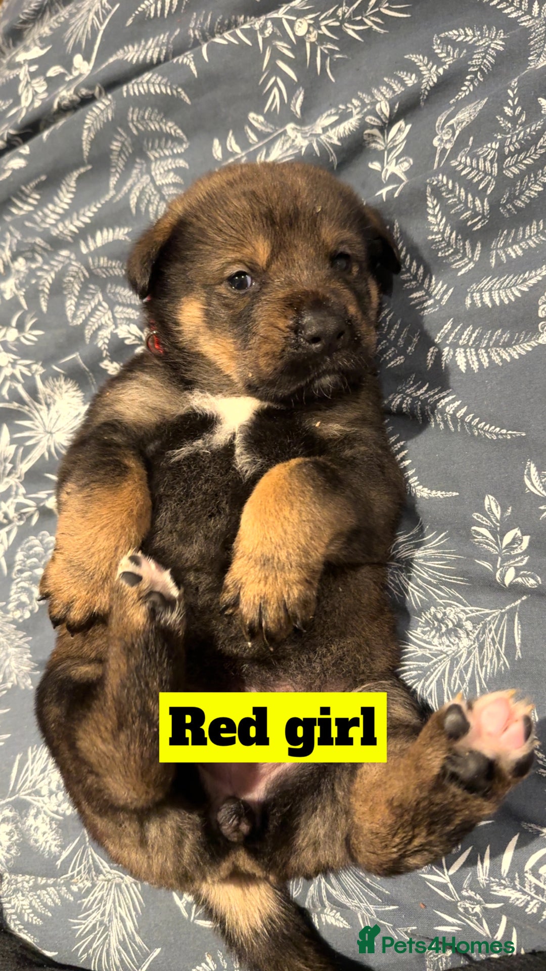 Mixed Breed dogs for sale: Rottweiler x Akita  - Image 4