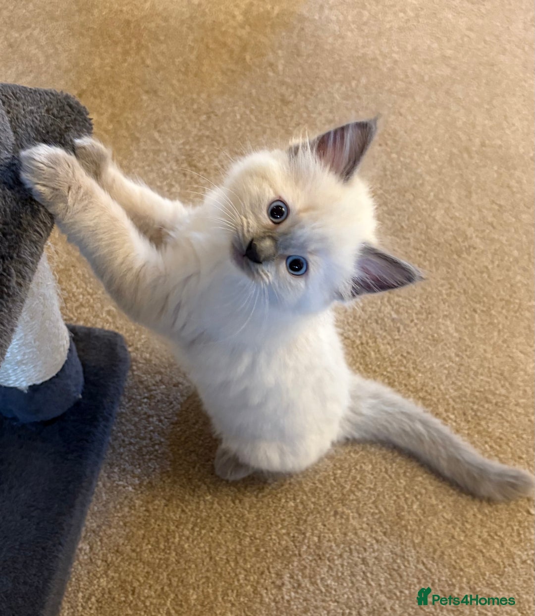 Ragcoon cats for sale: Stunning Maine Coon x Ragdoll kittens - Image 7