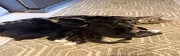 Mixed Breed cats for sale: Beautiful Kittens ready for their forever Homes - Advert 8