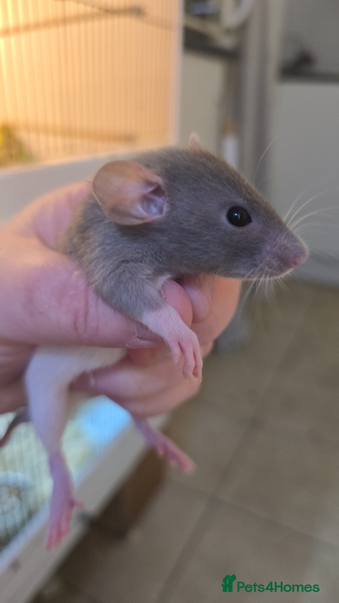 Rat rodents for sale: Babies rats, rex, dumbos and fancy - Image 28