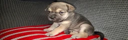 Mixed Breed dogs for sale: Rus-A-Pei ( Rare ) - Advert 7