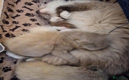 Ragdoll cats for sale: TICA Ragdoll Kittens – Mink, Sepia & Traditional - Image 4