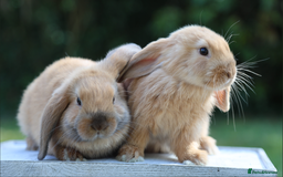 Mini Lop rabbits for sale: Two gorgeous, friendly mini lop rabbits, ready now - Image 2