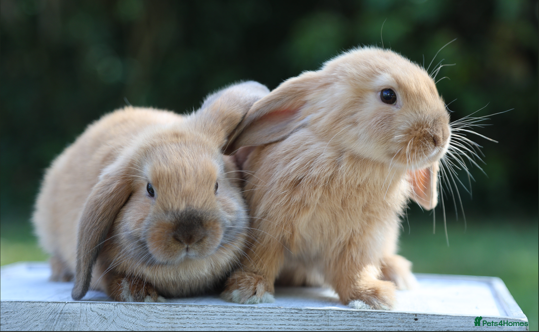 Mini Lop rabbits for sale: Two gorgeous, friendly mini lop rabbits, ready now - Image 2