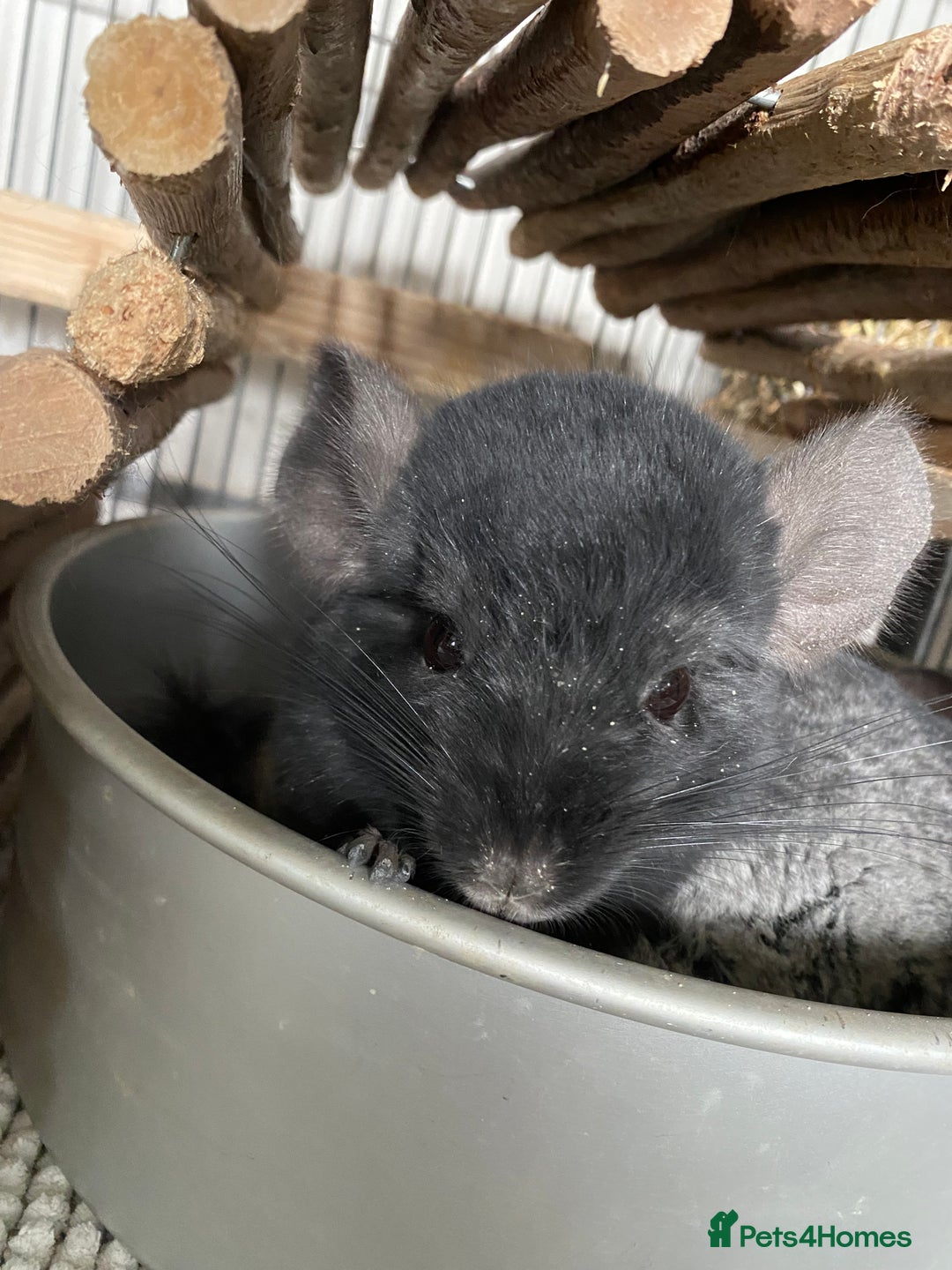 Chinchilla rodents for sale: Two Male Chinchillas - Advert 3