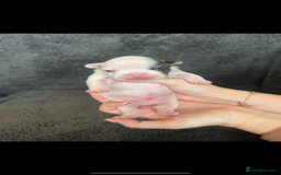French Bulldog dogs for sale: Kc registered french bulldog puppies available 🐶 - Image 4