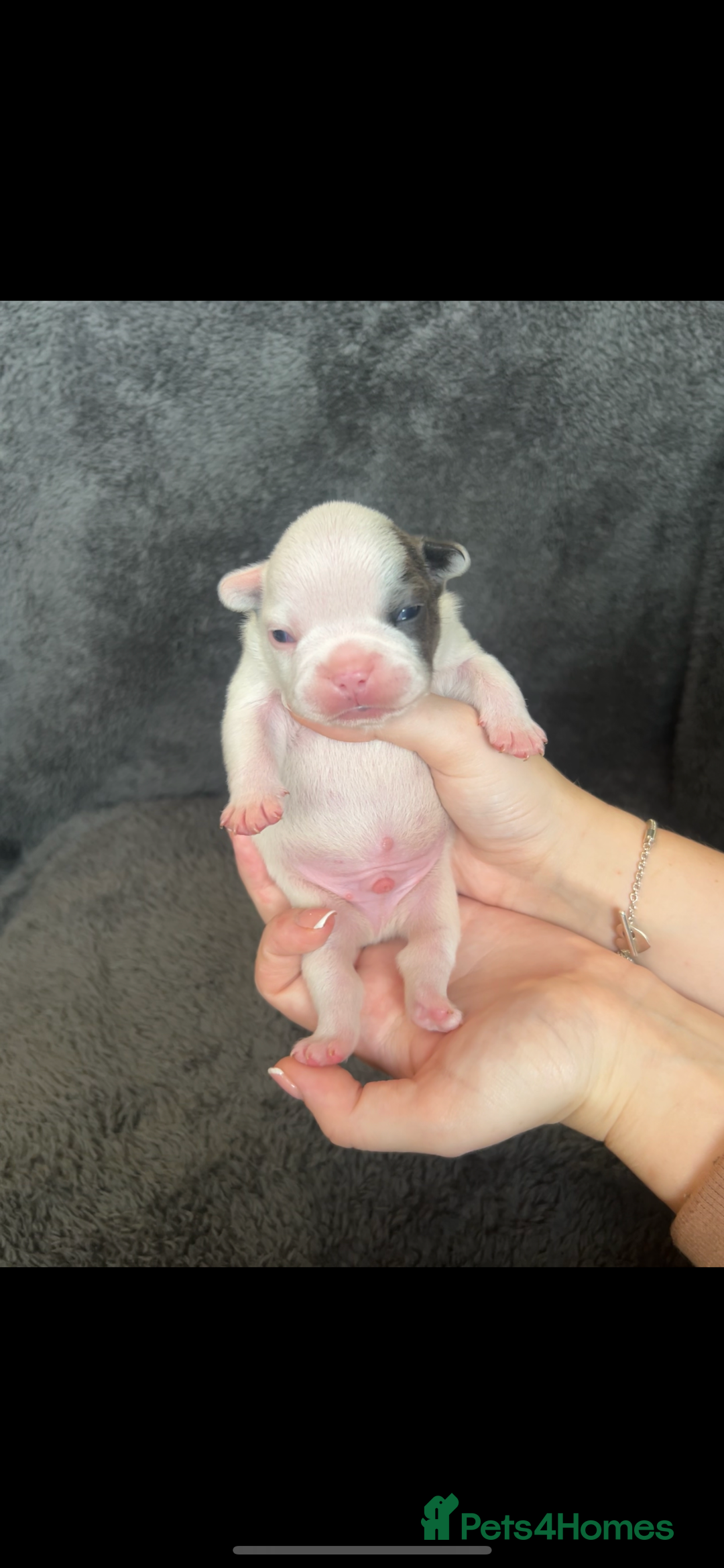 French Bulldog dogs for sale: Kc registered french bulldog puppies available 🐶 - Image 4