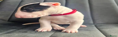 Miniature Bull terrier Puppy 2