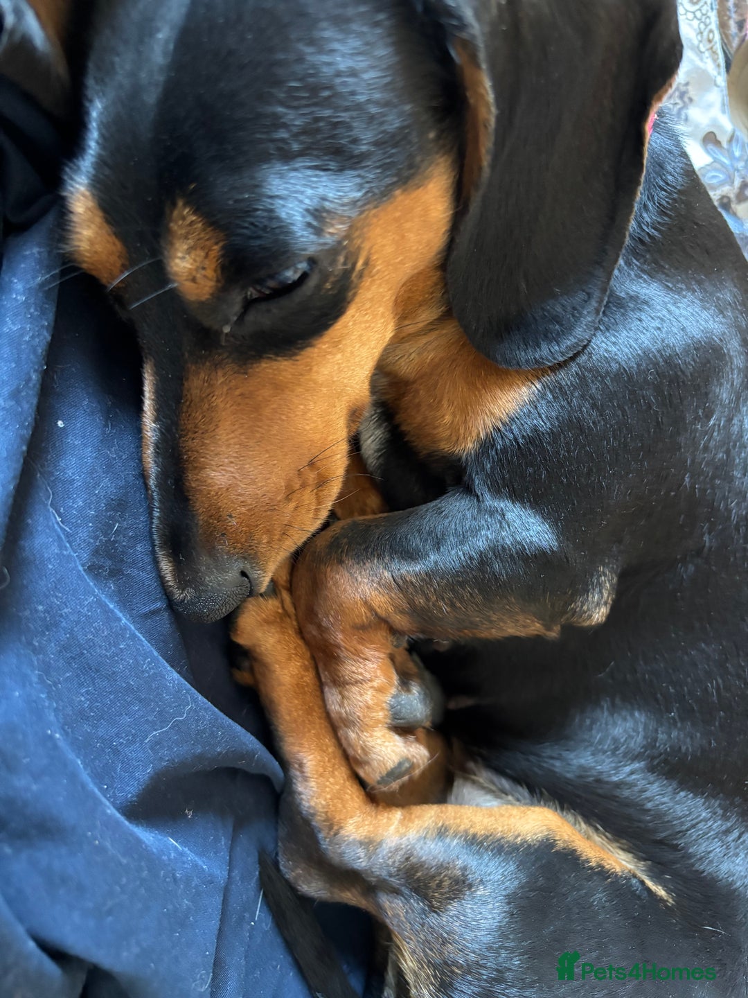 Miniature Dachshund dogs for sale: 3 year old female Miniature Dachschund ((Poppy)) - Image 4