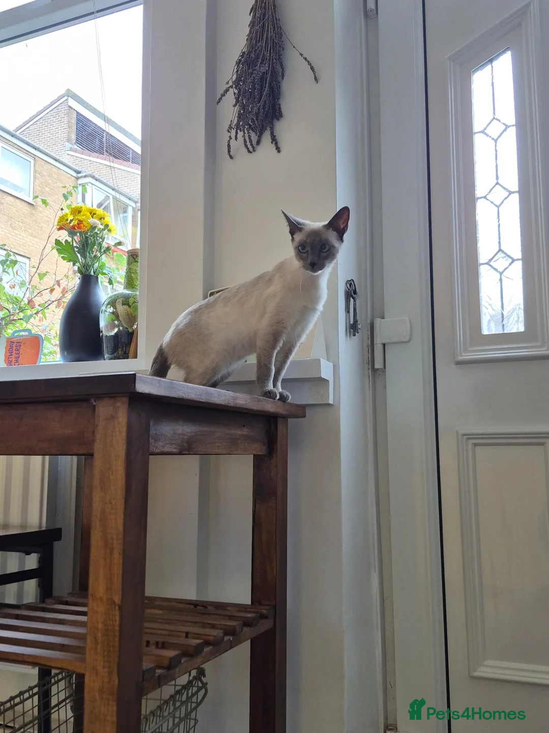 Ragamese cats for sale: Lovely Ragamese cat for sale in Todmorden - Advert 3