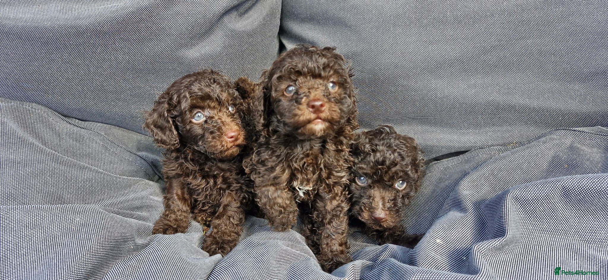 Toy Poodle dogs Gorgeous toy poodle pupps.health tested parents  - Advert 7