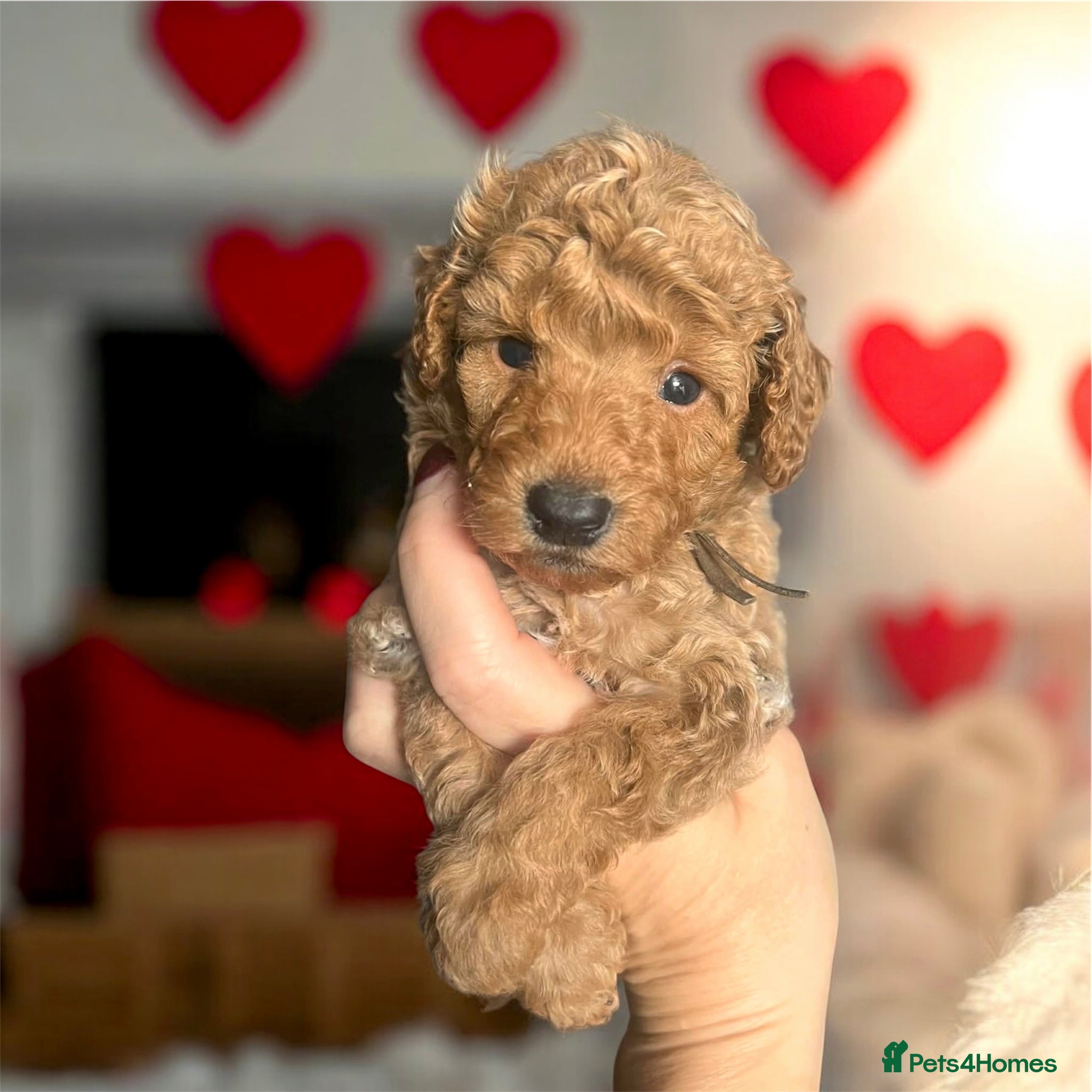 Toy Poodle dogs 🤎🐾 Gorgeous boy puppy available  🤎🐾 - Advert 18