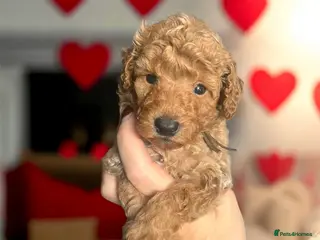 Toy Poodle dogs 🤎🐾 Gorgeous boy puppy available 🤎🐾 - Advert 18