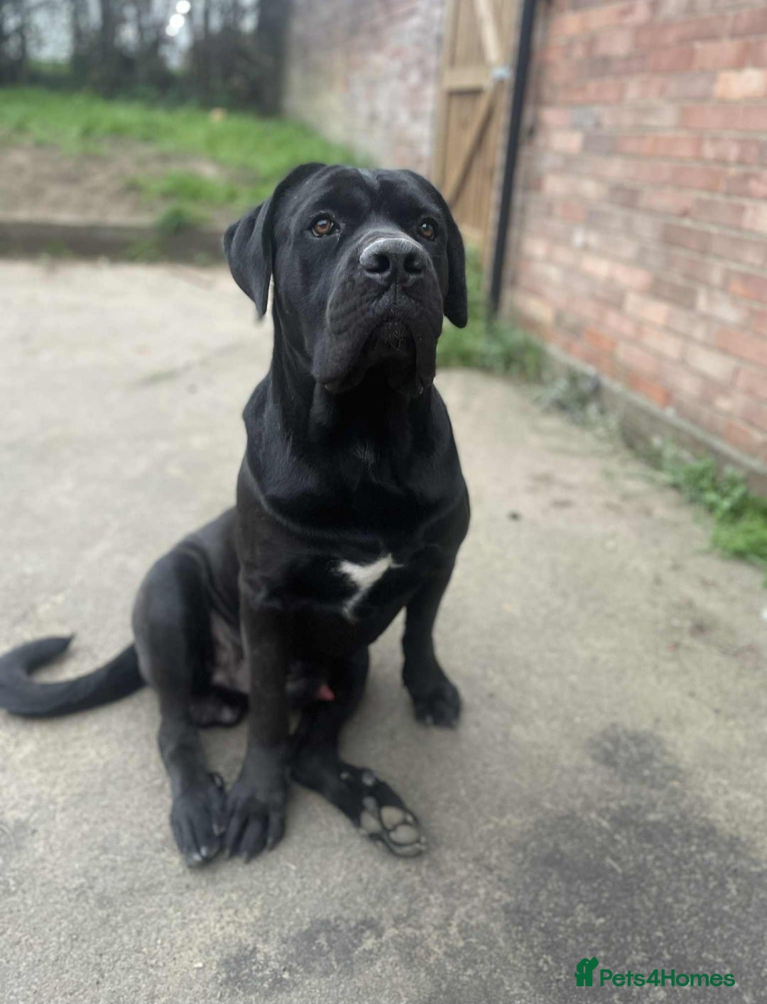 Cane Corso dogs for stud: Cane corso STUD supreme - Advert 1